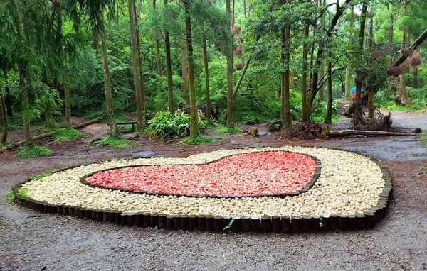 ▌台北小溪頭 • 雙心黑森林 ▌薇拉小公主私房推薦台灣秘境129之5•情侶暖心加溫版限定…