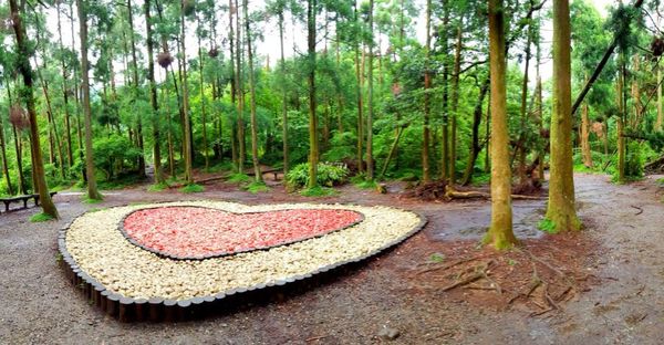 ▌台北小溪頭 • 雙心黑森林 ▌薇拉小公主私房推薦台灣秘境129之5•情侶暖心加溫版限定…