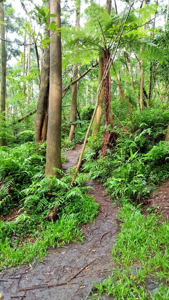▌台北小溪頭 • 雙心黑森林 ▌薇拉小公主私房推薦台灣秘境129之5•情侶暖心加溫版限定…