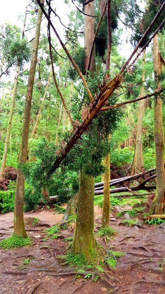 ▌台北小溪頭 • 雙心黑森林 ▌薇拉小公主私房推薦台灣秘境129之5•情侶暖心加溫版限定…