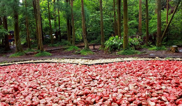 ▌台北小溪頭 • 雙心黑森林 ▌薇拉小公主私房推薦台灣秘境129之5•情侶暖心加溫版限定…