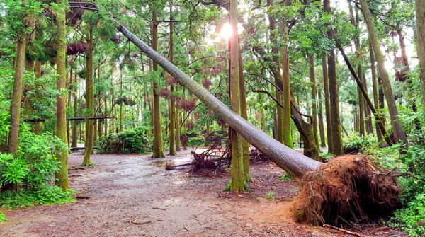 ▌台北小溪頭 • 雙心黑森林 ▌薇拉小公主私房推薦台灣秘境129之5•情侶暖心加溫版限定…