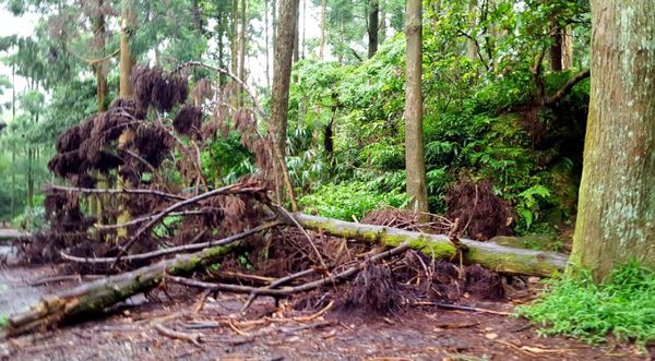 ▌台北小溪頭 • 雙心黑森林 ▌薇拉小公主私房推薦台灣秘境129之5•情侶暖心加溫版限定…