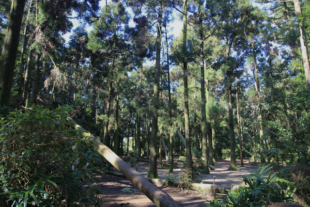 竹子湖黑森林-11