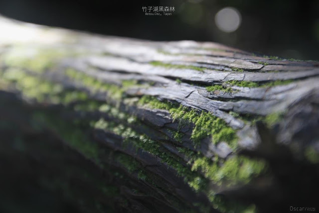 竹子湖黑森林-10