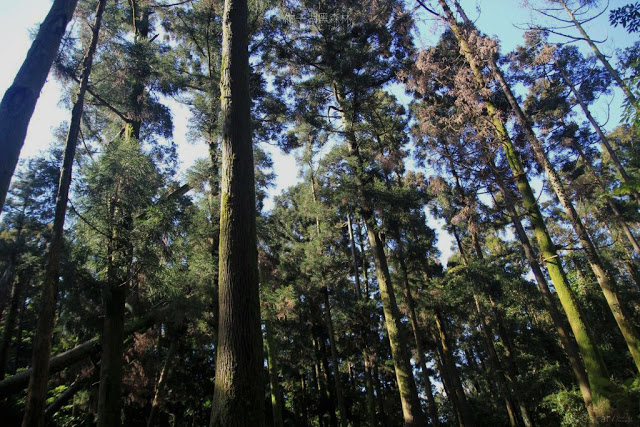 竹子湖黑森林-4