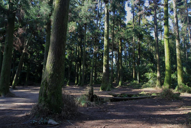 竹子湖黑森林-5