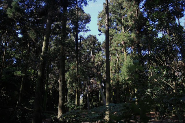 竹子湖黑森林-8