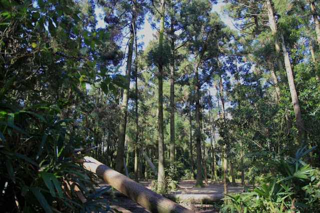 竹子湖黑森林-9