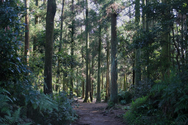 竹子湖黑森林-6