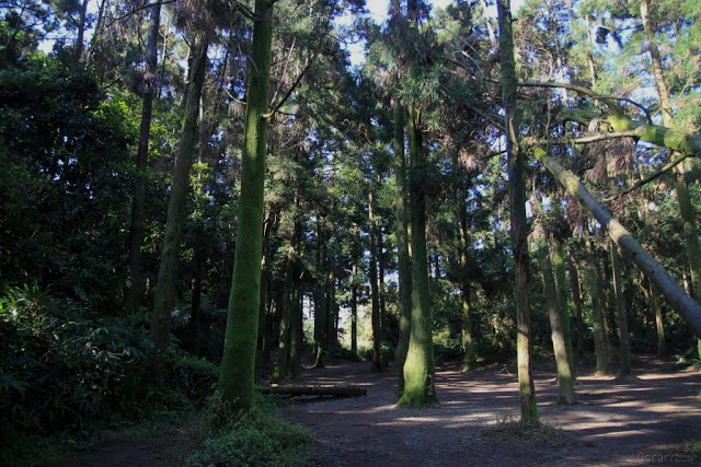 竹子湖黑森林-3