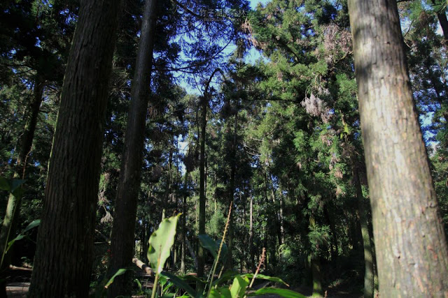 竹子湖黑森林-12