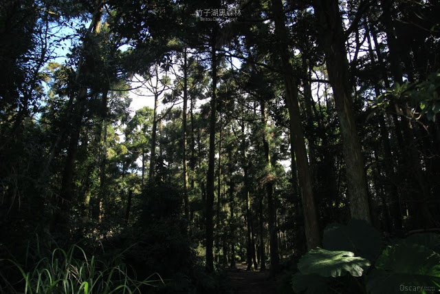 竹子湖黑森林-7