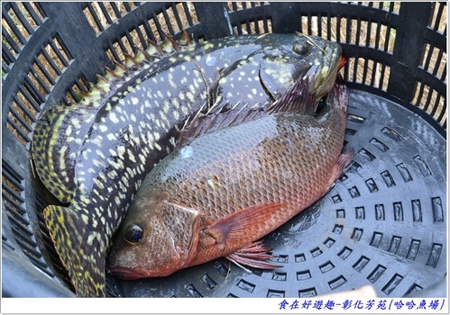 來彰化芳苑的"哈哈漁場"讓你現撈捕魚體驗一日漁夫的樂趣!!