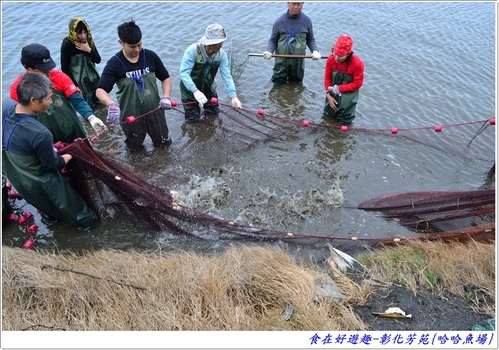 來彰化芳苑的"哈哈漁場"讓你現撈捕魚體驗一日漁夫的樂趣!!