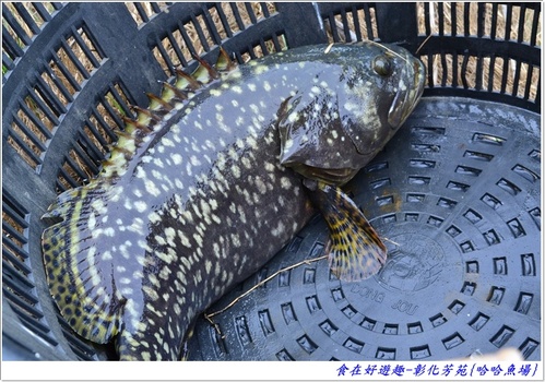 來彰化芳苑的"哈哈漁場"讓你現撈捕魚體驗一日漁夫的樂趣!!