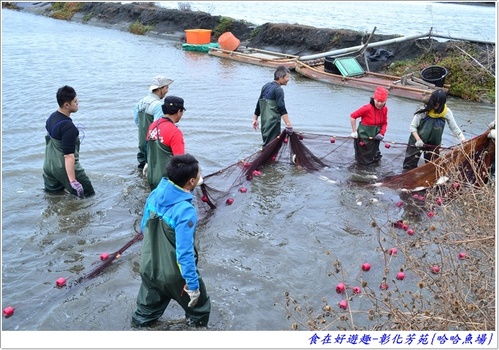 來彰化芳苑的"哈哈漁場"讓你現撈捕魚體驗一日漁夫的樂趣!!