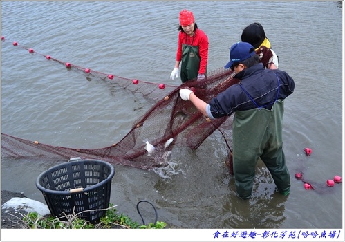 來彰化芳苑的"哈哈漁場"讓你現撈捕魚體驗一日漁夫的樂趣!!