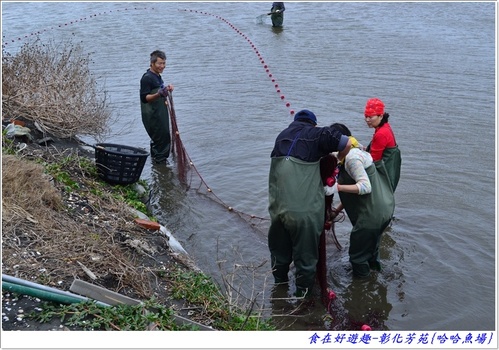 來彰化芳苑的"哈哈漁場"讓你現撈捕魚體驗一日漁夫的樂趣!!