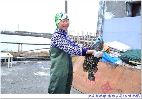 來彰化芳苑的"哈哈漁場"讓你現撈捕魚體驗一日漁夫的樂趣!!