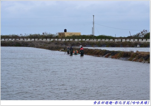 來彰化芳苑的"哈哈漁場"讓你現撈捕魚體驗一日漁夫的樂趣!!