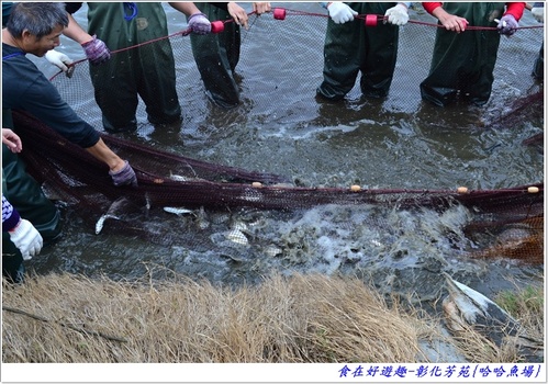 來彰化芳苑的"哈哈漁場"讓你現撈捕魚體驗一日漁夫的樂趣!!