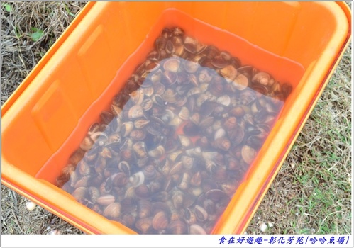 來彰化芳苑的"哈哈漁場"讓你現撈捕魚體驗一日漁夫的樂趣!!