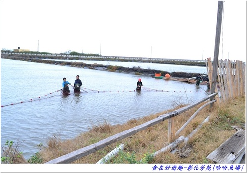 來彰化芳苑的"哈哈漁場"讓你現撈捕魚體驗一日漁夫的樂趣!!
