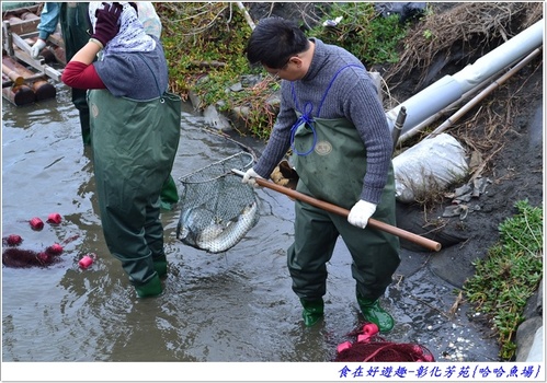 來彰化芳苑的"哈哈漁場"讓你現撈捕魚體驗一日漁夫的樂趣!!
