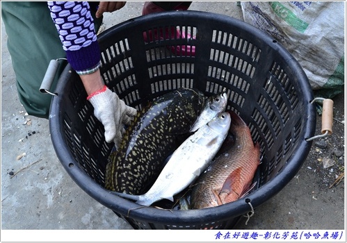 來彰化芳苑的"哈哈漁場"讓你現撈捕魚體驗一日漁夫的樂趣!!