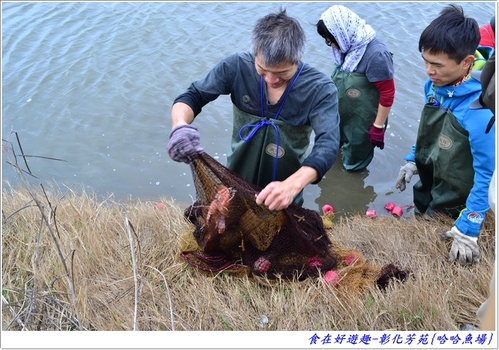 來彰化芳苑的"哈哈漁場"讓你現撈捕魚體驗一日漁夫的樂趣!!