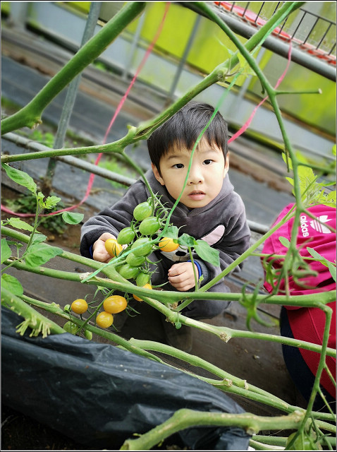 金勇番茄農場 - 039.jpg