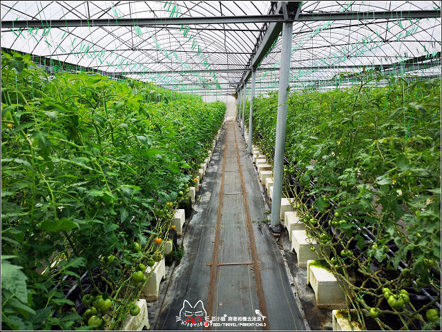 金勇番茄農場 - 015.jpg