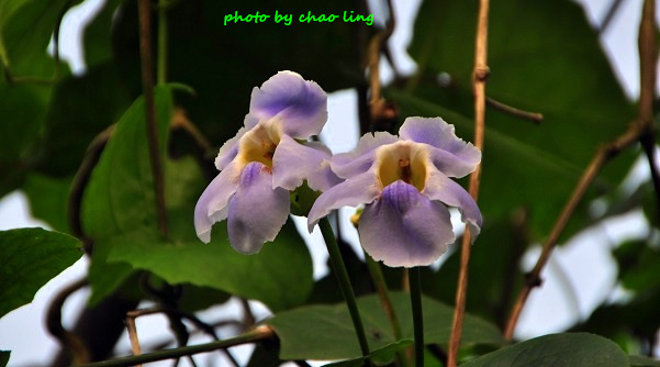 番婆林-4.JPG - 2016夏之豔陽