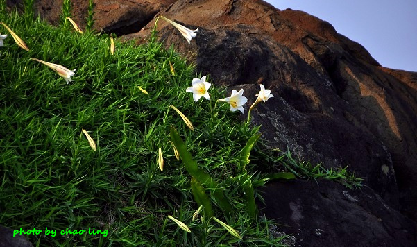 麟山鼻(野合百)-19.JPG - 2016夏之豔陽