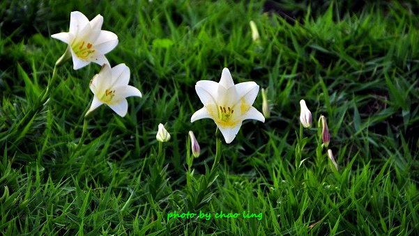 麟山鼻(野合百)-25.JPG - 2016夏之豔陽