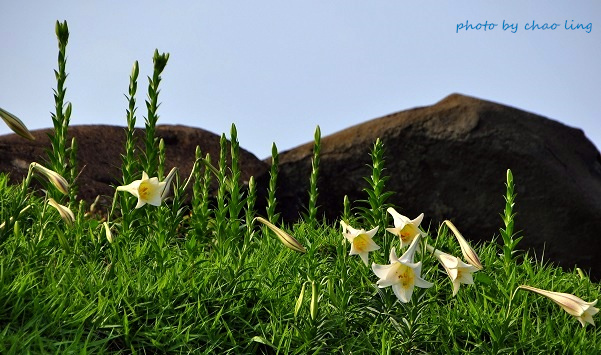 麟山鼻(野合百)-22.JPG - 2016夏之豔陽