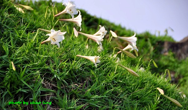 麟山鼻(野合百)-18.JPG - 2016夏之豔陽