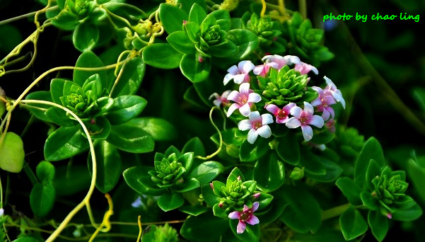 麟山鼻(野合百)-9.JPG - 2016夏之豔陽