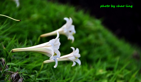 麟山鼻(野合百)-30.JPG - 2016夏之豔陽