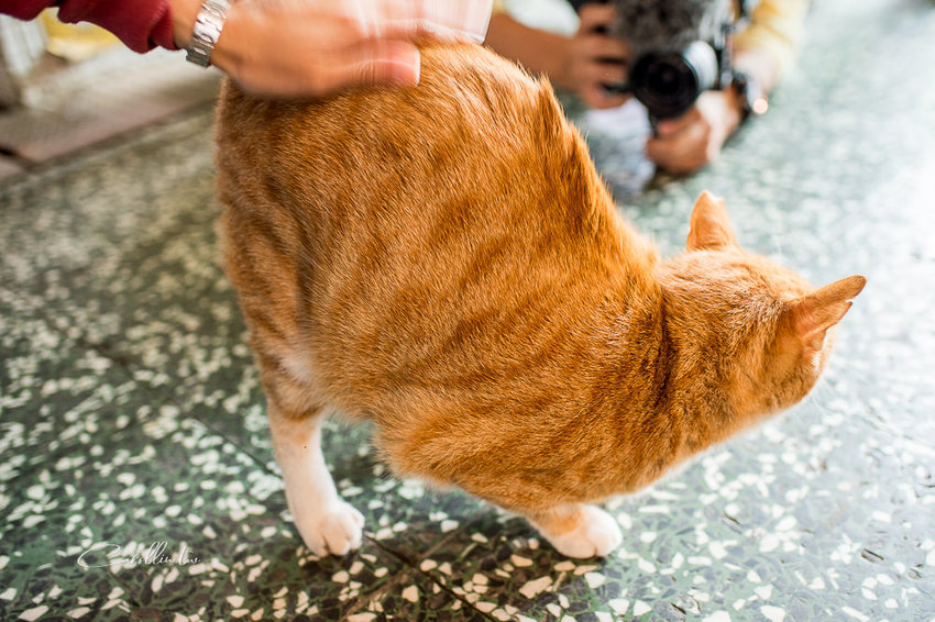 《小市場咖啡》在地食材新鮮上桌 - 卡琳。摸魚兒趣