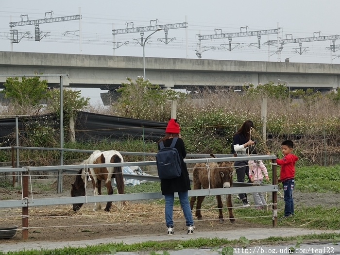 【田中。旅遊】2017田中蜀葵花海藝術節登場--田中窯創藝園(高鐵彰化站)