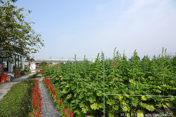 【田中。旅遊】2017田中蜀葵花海藝術節登場--田中窯創藝園(高鐵彰化站)