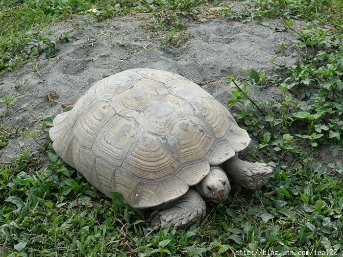 【田中。旅遊】2017田中蜀葵花海藝術節登場--田中窯創藝園(高鐵彰化站)