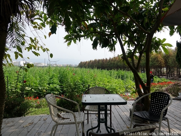 【田中。旅遊】2017田中蜀葵花海藝術節登場--田中窯創藝園(高鐵彰化站)