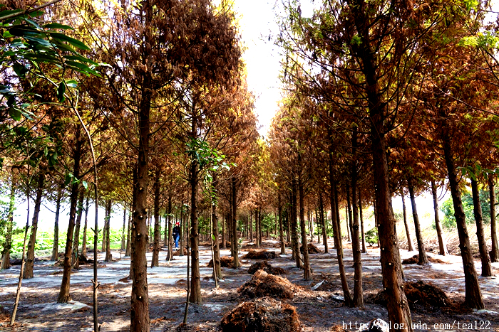 【田中。旅遊】2017田中蜀葵花海藝術節登場--田中窯創藝園(高鐵彰化站)