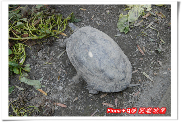 【彰化一日遊】華新創意生活館+窯燒貓村+襪仔王觀光工廠+台灣手套博物館+華陽公園，一路玩下來，認識口罩、手套與襪子的製造過程，欣賞可愛窯燒貓咪，加上小孩最愛的溜滑梯，玩好玩滿的開心親子遊。