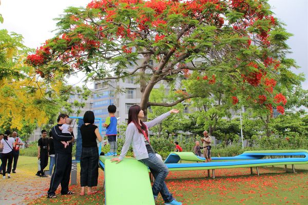 幾米許諾之地：【台南景點】幾米公園願望盛開~許諾之地，鳳凰花與阿勃勒及愛心樹三樹花交疊的特殊景觀
