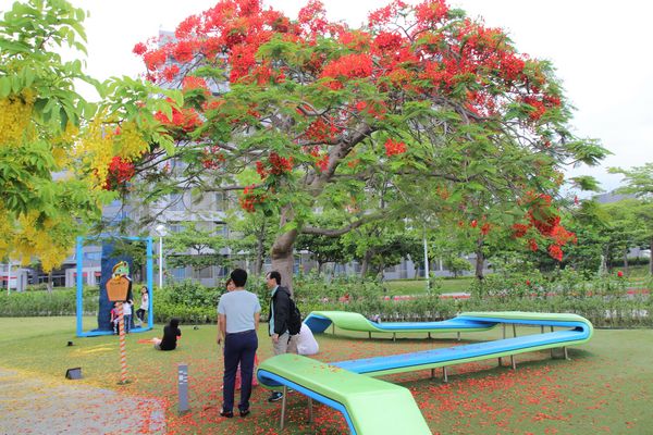 幾米許諾之地：【台南景點】幾米公園願望盛開~許諾之地，鳳凰花與阿勃勒及愛心樹三樹花交疊的特殊景觀