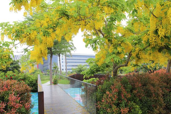 幾米許諾之地：【台南景點】幾米公園願望盛開~許諾之地，鳳凰花與阿勃勒及愛心樹三樹花交疊的特殊景觀